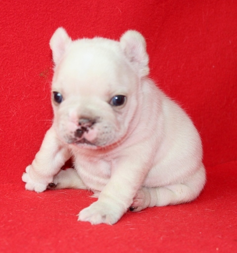 English Bulldog puppies for sale French Bulldog Puppies for Sale New ...